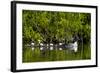 Common Goldeneye (Bucephala Clangula) Female Swimming with Four Chicks, British Columbia, Canada-James Hager-Framed Photographic Print