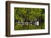 Common Goldeneye (Bucephala Clangula) Female Swimming with Four Chicks, British Columbia, Canada-James Hager-Framed Photographic Print