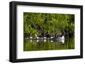 Common Goldeneye (Bucephala Clangula) Female Swimming with Four Chicks, British Columbia, Canada-James Hager-Framed Photographic Print