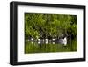 Common Goldeneye (Bucephala Clangula) Female Swimming with Four Chicks, British Columbia, Canada-James Hager-Framed Photographic Print