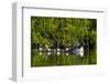 Common Goldeneye (Bucephala Clangula) Female Swimming with Four Chicks, British Columbia, Canada-James Hager-Framed Photographic Print