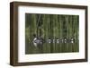 Common Goldeneye (Bucephala Clangula) Female Swimming with Four Chicks, British Columbia, Canada-James Hager-Framed Photographic Print