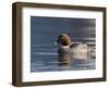Common Goldeneye Hen, Vancouver, British Columbia, Canada-Rick A. Brown-Framed Photographic Print