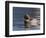 Common Goldeneye Hen, Vancouver, British Columbia, Canada-Rick A. Brown-Framed Photographic Print