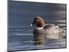 Common Goldeneye Hen, Vancouver, British Columbia, Canada-Rick A. Brown-Mounted Photographic Print