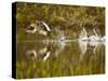 Common Goldeneye Takes From Calm Water on Lazy Creek Near Whitefish, Montana, USA-Chuck Haney-Stretched Canvas