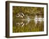 Common Goldeneye Takes From Calm Water on Lazy Creek Near Whitefish, Montana, USA-Chuck Haney-Framed Photographic Print