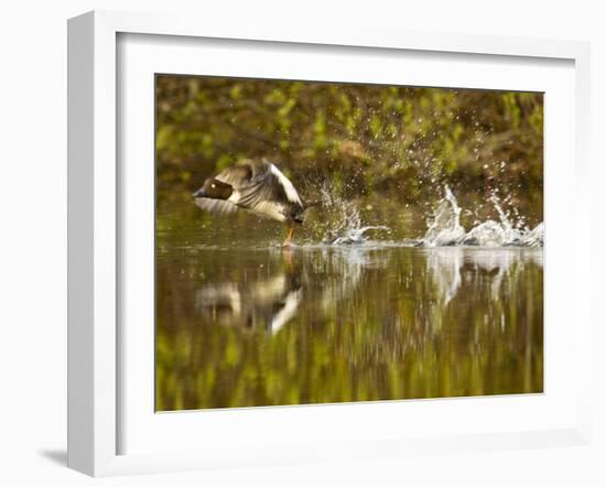 Common Goldeneye Takes From Calm Water on Lazy Creek Near Whitefish, Montana, USA-Chuck Haney-Framed Photographic Print