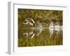 Common Goldeneye Takes From Calm Water on Lazy Creek Near Whitefish, Montana, USA-Chuck Haney-Framed Photographic Print