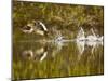 Common Goldeneye Takes From Calm Water on Lazy Creek Near Whitefish, Montana, USA-Chuck Haney-Mounted Photographic Print