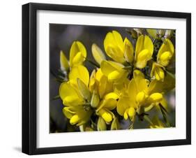 Common Gorse (Ulex Europaeus)-Adrian Bicker-Framed Photographic Print