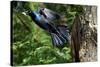 Common Grackle Flying, Mcleansville, North Carolina, USA-Gary Carter-Stretched Canvas