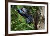 Common Grackle Flying, Mcleansville, North Carolina, USA-Gary Carter-Framed Photographic Print