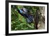 Common Grackle Flying, Mcleansville, North Carolina, USA-Gary Carter-Framed Photographic Print