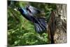 Common Grackle Flying, Mcleansville, North Carolina, USA-Gary Carter-Mounted Photographic Print