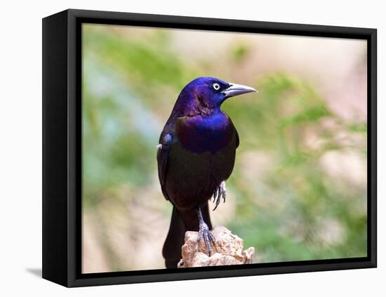 Common Grackle, Mcleansville, North Carolina, USA-Gary Carter-Framed Stretched Canvas
