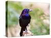 Common Grackle, Mcleansville, North Carolina, USA-Gary Carter-Stretched Canvas