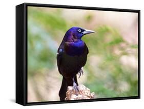 Common Grackle, Mcleansville, North Carolina, USA-Gary Carter-Framed Stretched Canvas