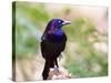 Common Grackle, Mcleansville, North Carolina, USA-Gary Carter-Stretched Canvas