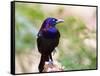Common Grackle, Mcleansville, North Carolina, USA-Gary Carter-Framed Stretched Canvas