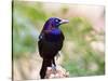 Common Grackle, Mcleansville, North Carolina, USA-Gary Carter-Stretched Canvas