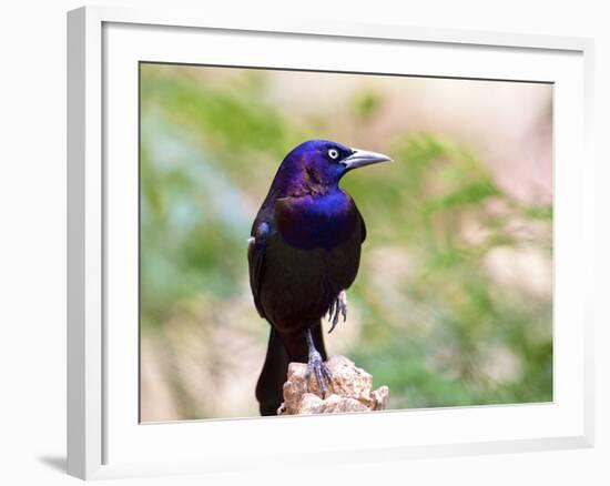 Common Grackle, Mcleansville, North Carolina, USA-Gary Carter-Framed Photographic Print