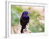 Common Grackle, Mcleansville, North Carolina, USA-Gary Carter-Framed Photographic Print