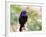 Common Grackle, Mcleansville, North Carolina, USA-Gary Carter-Framed Photographic Print