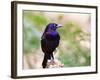 Common Grackle, Mcleansville, North Carolina, USA-Gary Carter-Framed Photographic Print