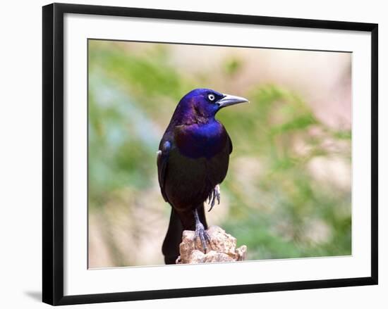 Common Grackle, Mcleansville, North Carolina, USA-Gary Carter-Framed Photographic Print