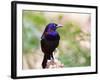 Common Grackle, Mcleansville, North Carolina, USA-Gary Carter-Framed Photographic Print