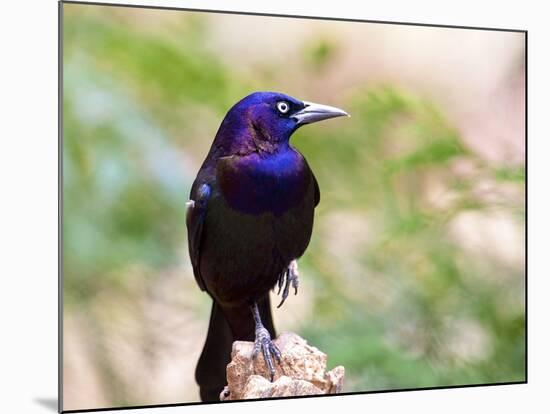 Common Grackle, Mcleansville, North Carolina, USA-Gary Carter-Mounted Photographic Print