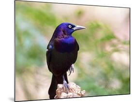 Common Grackle, Mcleansville, North Carolina, USA-Gary Carter-Mounted Photographic Print