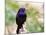 Common Grackle, Mcleansville, North Carolina, USA-Gary Carter-Mounted Photographic Print