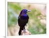 Common Grackle, Mcleansville, North Carolina, USA-Gary Carter-Framed Photographic Print