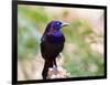 Common Grackle, Mcleansville, North Carolina, USA-Gary Carter-Framed Photographic Print