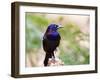 Common Grackle, Mcleansville, North Carolina, USA-Gary Carter-Framed Photographic Print