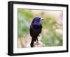 Common Grackle, Mcleansville, North Carolina, USA-Gary Carter-Framed Photographic Print