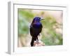 Common Grackle, Mcleansville, North Carolina, USA-Gary Carter-Framed Photographic Print