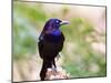 Common Grackle, Mcleansville, North Carolina, USA-Gary Carter-Mounted Photographic Print