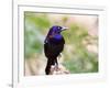 Common Grackle, Mcleansville, North Carolina, USA-Gary Carter-Framed Photographic Print