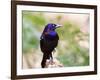 Common Grackle, Mcleansville, North Carolina, USA-Gary Carter-Framed Photographic Print