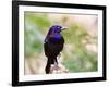Common Grackle, Mcleansville, North Carolina, USA-Gary Carter-Framed Photographic Print