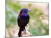 Common Grackle, Mcleansville, North Carolina, USA-Gary Carter-Mounted Photographic Print