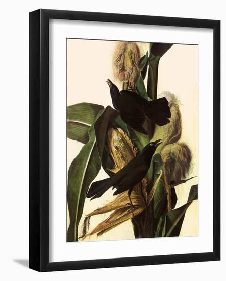 Common Grackle-John James Audubon-Framed Giclee Print