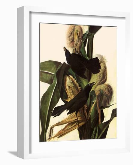 Common Grackle-John James Audubon-Framed Giclee Print