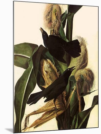 Common Grackle-John James Audubon-Mounted Giclee Print