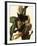 Common Grackle-John James Audubon-Framed Giclee Print