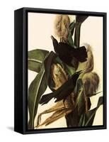 Common Grackle-John James Audubon-Framed Stretched Canvas