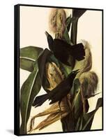 Common Grackle-John James Audubon-Framed Stretched Canvas